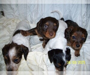 Dachshund Puppy for sale in MULBERRY GROVE, IL, USA