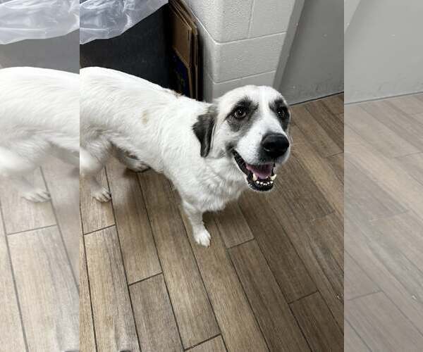 Medium Photo #3 Great Pyrenees-Unknown Mix Puppy For Sale in Rowlett, TX, USA