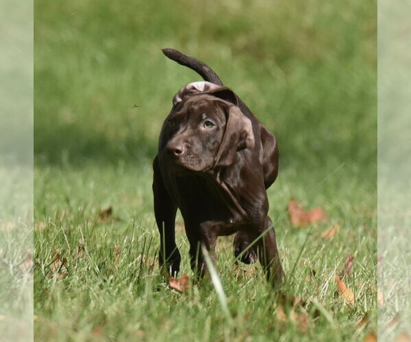 Medium Photo #6 Chocolate Labrador retriever-Pointer Mix Puppy For Sale in Mechanicsburg, PA, USA