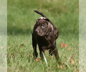 Fila - Female Chocolate Labrador retriever-Pointer Mix Dog for Adoption - Photo #6