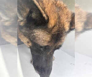 German Shepherd Dog Dogs for adoption in Houston, TX, USA