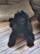 Small Photo #1 Bernedoodle Puppy For Sale in KENT, OH, USA