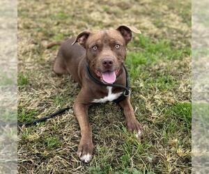 American Pit Bull Terrier Dogs for adoption in Modesto, CA, USA