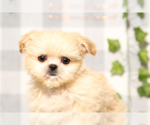 Medium Photo #5 Shih Tzu Puppy For Sale in MARIETTA, GA, USA
