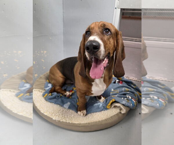 Medium Photo #2 Basset Hound Puppy For Sale in Brookville, OH, USA