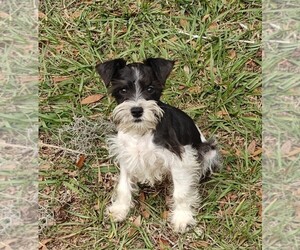 Schnauzer (Miniature) Puppy for sale in INVERNESS, FL, USA
