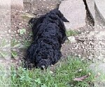 Small Photo #7 Aussiedoodle Puppy For Sale in ASHEVILLE, NC, USA