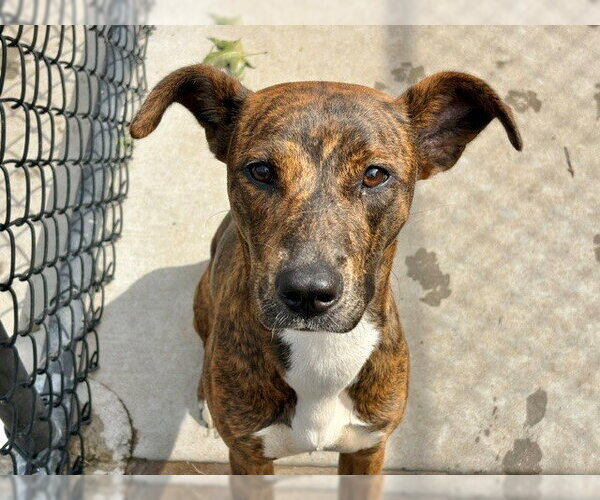 Medium Photo #1 Mutt Puppy For Sale in Tulsa, OK, USA