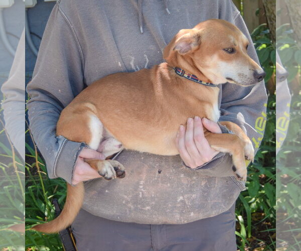Medium Photo #3 Chiweenie Puppy For Sale in Huntley, IL, USA