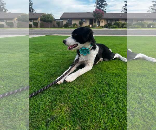 Medium Photo #4 Border Collie-Unknown Mix Puppy For Sale in Paso Robles, CA, USA