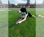 Small #3 Border Collie Mix
