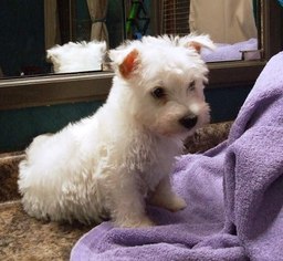 West Highland White Terrier Puppy for sale in CLEORA, SC, USA