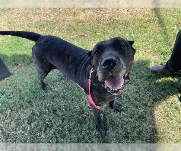 Medium Photo #2 Mutt Puppy For Sale in Corpus Christi, TX, USA
