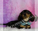 Small #2 Dachshund