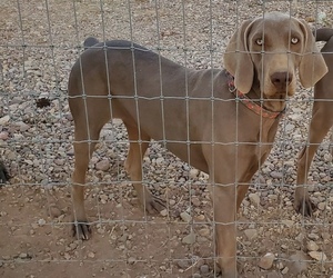 Mother of the Weimaraner puppies born on 05/07/2025