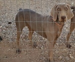 Small Photo #1 Weimaraner Puppy For Sale in SURPRISE, AZ, USA