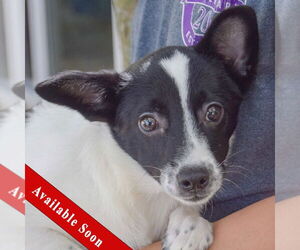 Corillon Dogs for adoption in Huntley, IL, USA