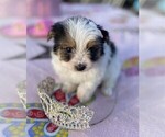 Small #3 Yorkshire Terrier