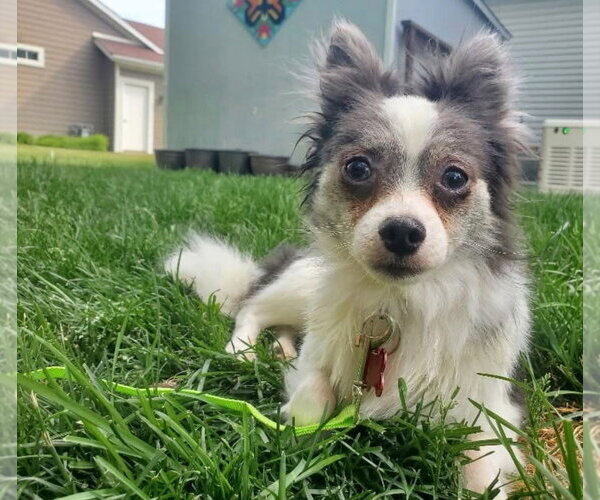 Medium Photo #1 Chiranian Puppy For Sale in Grafton, WI, USA