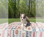 Small #2 Pomsky