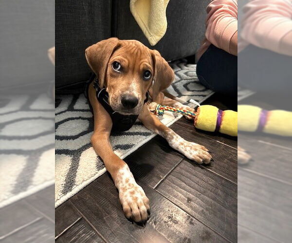 Medium Photo #3 Beagle-Unknown Mix Puppy For Sale in St. Louis Park, MN, USA