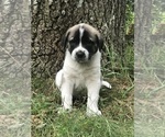 Small #1 Anatolian Shepherd