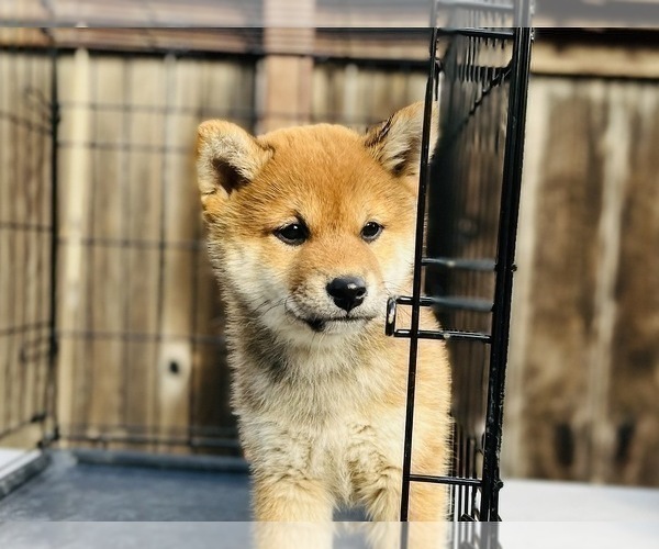 Medium Photo #60 Shiba Inu Puppy For Sale in FREMONT, CA, USA