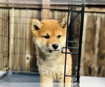Small Photo #60 Shiba Inu Puppy For Sale in FREMONT, CA, USA