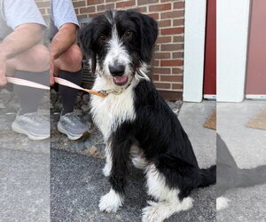 Poodle (Standard) Dogs for adoption in Gilberts, IL, USA