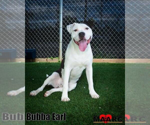 Medium Photo #1 Staffordshire Bull Terrier-Unknown Mix Puppy For Sale in Maryville, TN, USA
