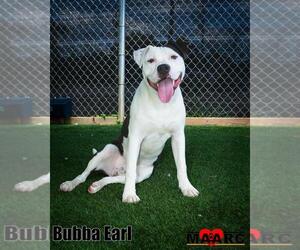 Staffordshire Bull Terrier-Unknown Mix Dogs for adoption in Maryville, TN, USA