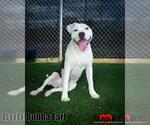 Small Staffordshire Bull Terrier Mix