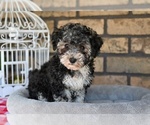 Small #1 Poovanese