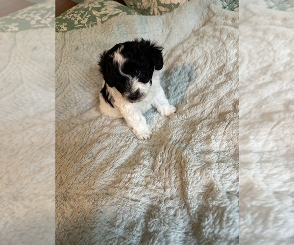 Medium Photo #4 Schnoodle (Miniature) Puppy For Sale in GRAND RIVERS, KY, USA