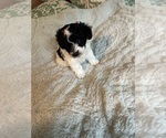 Small #3 Schnoodle (Miniature)