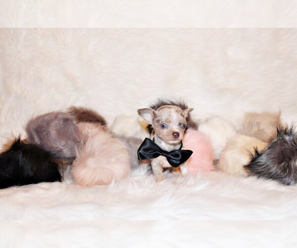 Medium Photo #3 Chihuahua Puppy For Sale in CHARLESTON, AR, USA