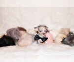 Small Photo #4 Chihuahua Puppy For Sale in CHARLESTON, AR, USA