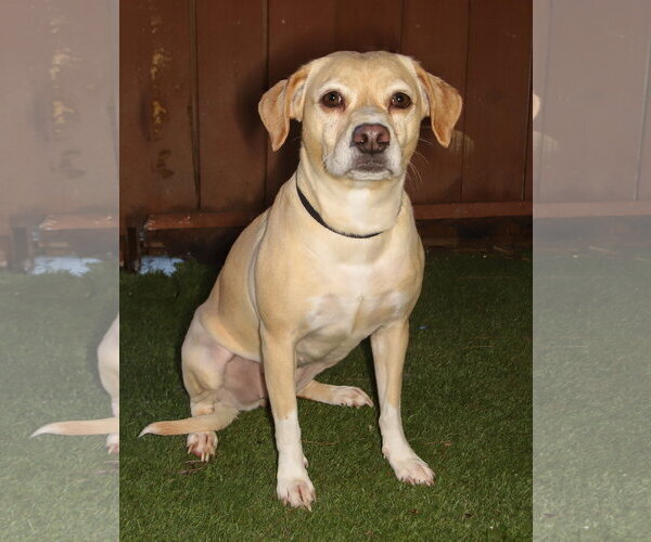 Medium Photo #2 Beagle-Unknown Mix Puppy For Sale in Oakland Park, FL, USA
