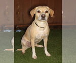 Small #1 Beagle Mix