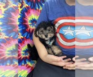 YorkiePoo Puppy for sale in JEFFERSONVILLE, IN, USA