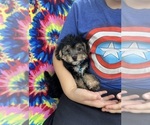 Image preview for Ad Listing. Nickname: Dillon
