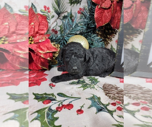 Medium Photo #4 Poodle (Toy) Puppy For Sale in BLACK FOREST, CO, USA
