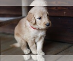 Small Photo #7 Goldendoodle Puppy For Sale in AIKEN, SC, USA