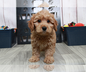 Cavachon-Cavapoo Mix Puppy for sale in MARIETTA, GA, USA