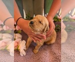 Small #11 English Cream Golden Retriever
