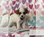 Small #2 Cavapoo