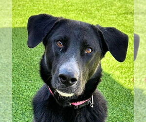 Mutt Dogs for adoption in Canton, CT, USA