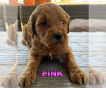 Puppy L Pink Goldendoodle