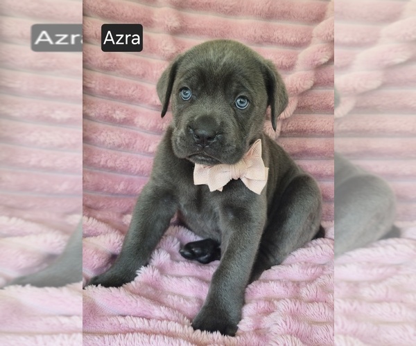 Medium Photo #8 Cane Corso Puppy For Sale in MINERAL WELLS, WV, USA
