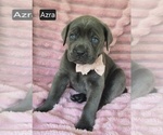 Small #7 Cane Corso